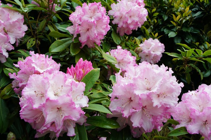 今年もシャクナゲが咲きました