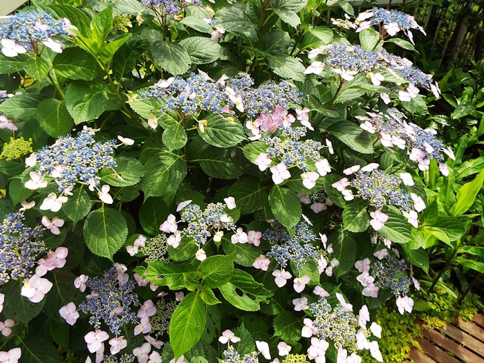 満開が近くになりました