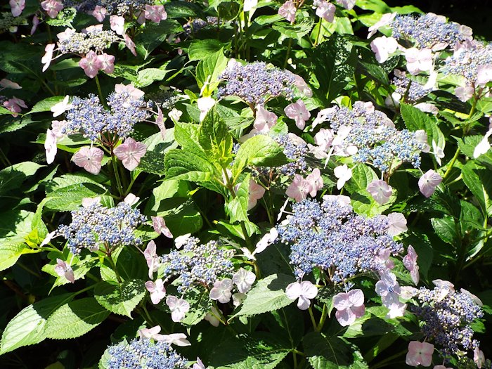 ガクが色付いてきました