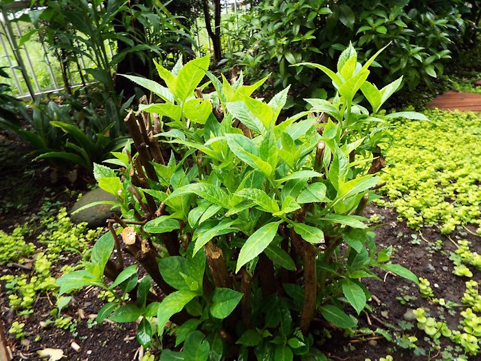 新芽が出てきました