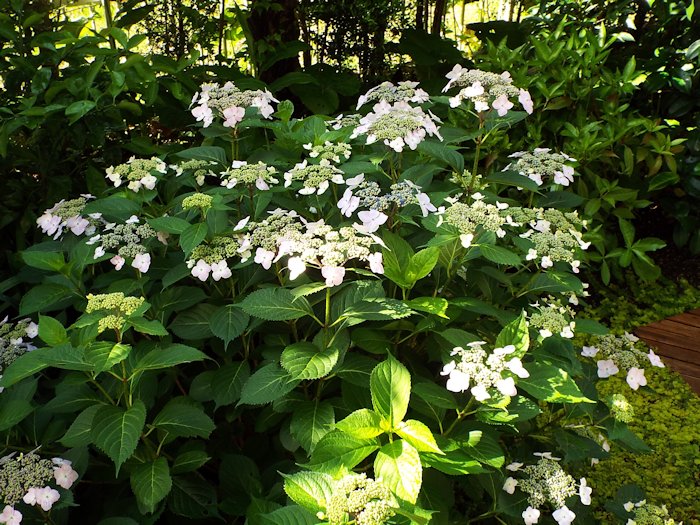 ガクが色付きました