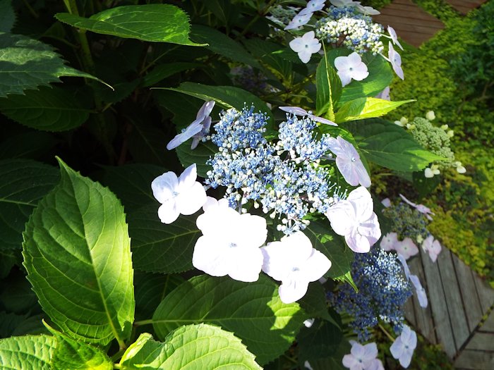 今年も満開になりました