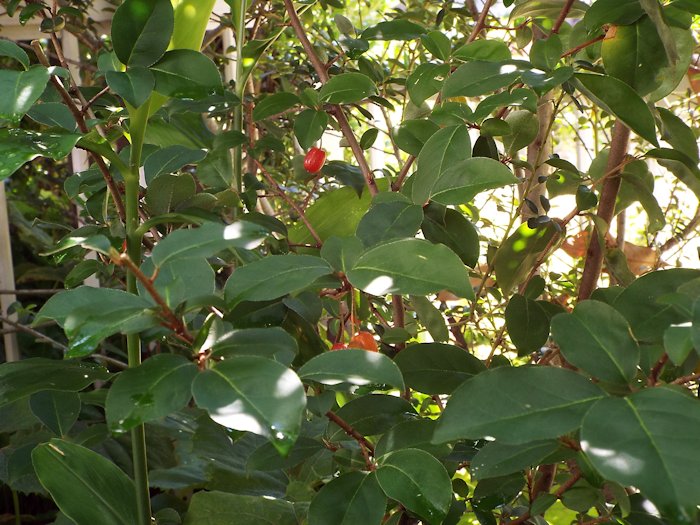 ナツグミが実をつけました
