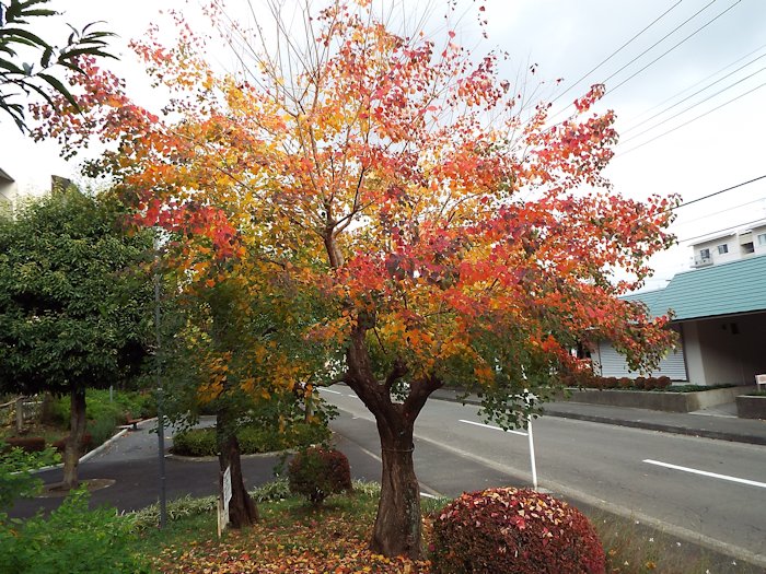 ナンキンハゼの紅葉