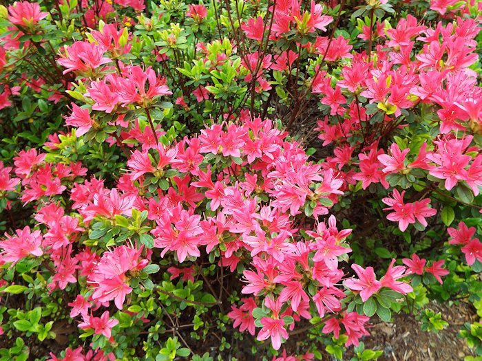 ツツジが咲いていました