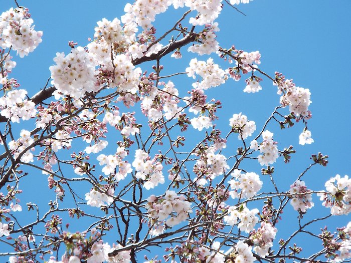 標本木が満開になりました