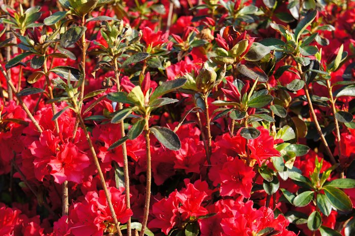 ツツジが咲いていました