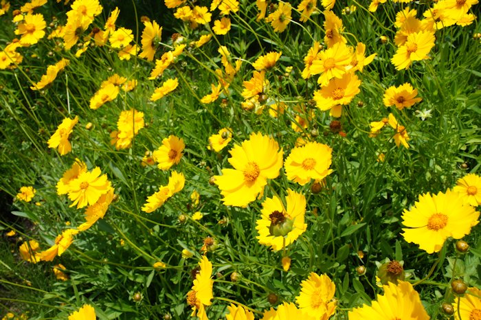 オオキンケイギク