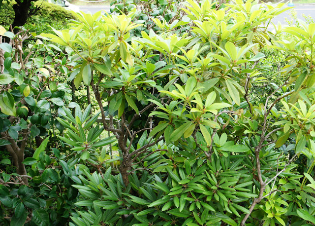 シャクナゲ（石楠花）