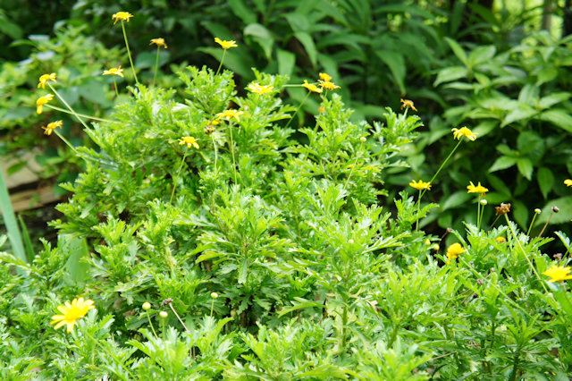 マーガレットコスモス