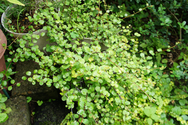 ワイヤープランツ