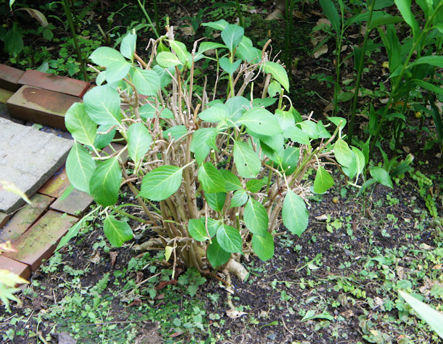 アジサイ（紫陽花）