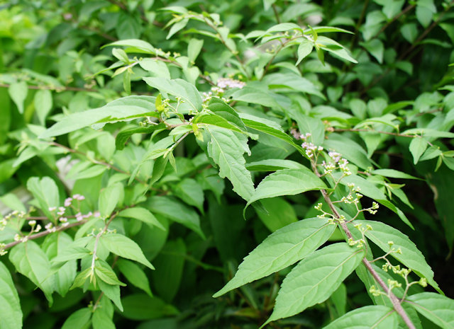 ムラサキシキブ（紫式部）