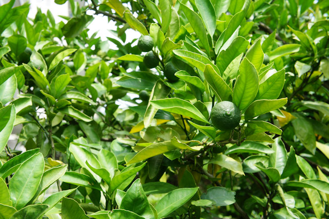 ミカン（蜜柑）