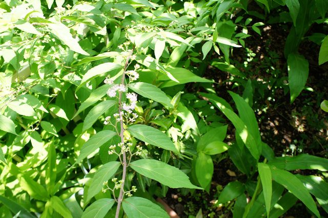 ムラサキシキブ（紫式部）