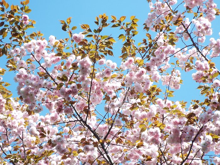 八重桜が咲いていました
