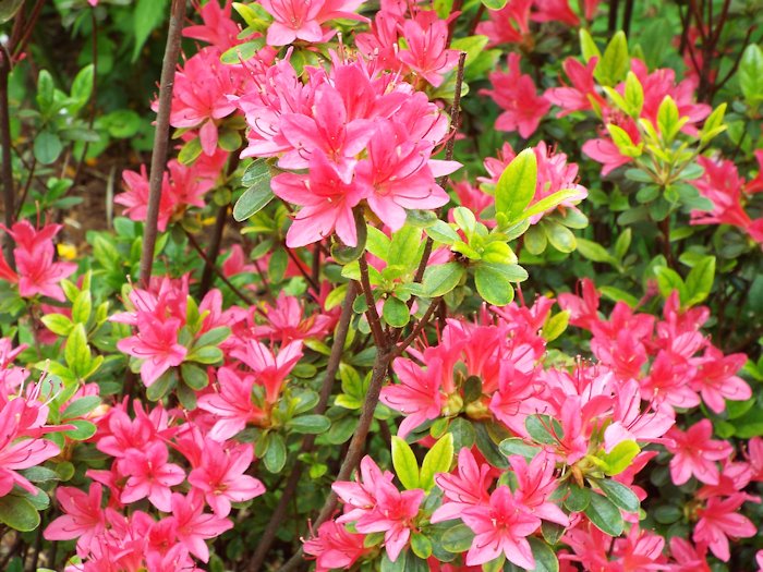 ツツジが咲いていました