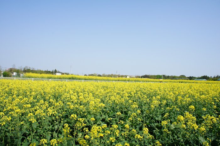 菜の花