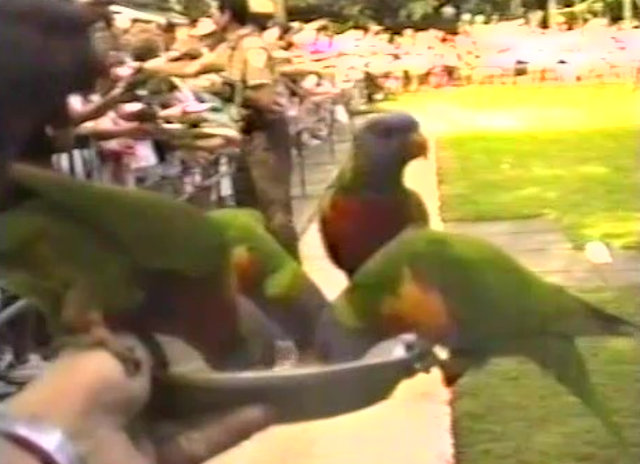 手に止まるインコ