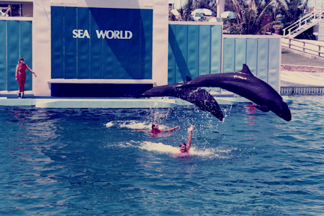 シーワールドでのイルカショー
