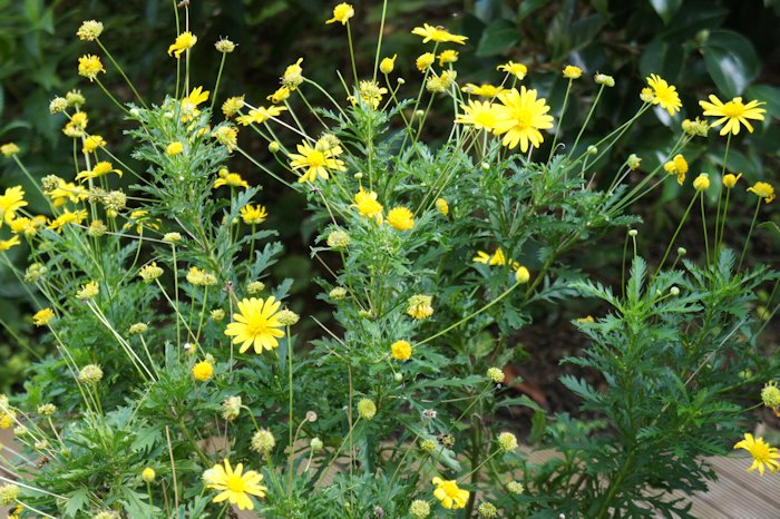 マーガレットコスモスの花