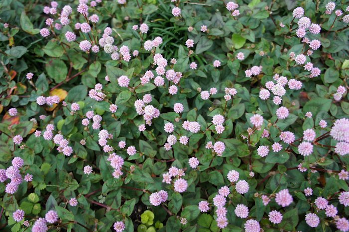 ヒメツルソバのピンクの花