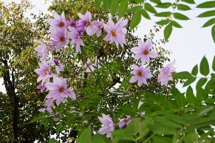 皇帝ダリアが咲きました