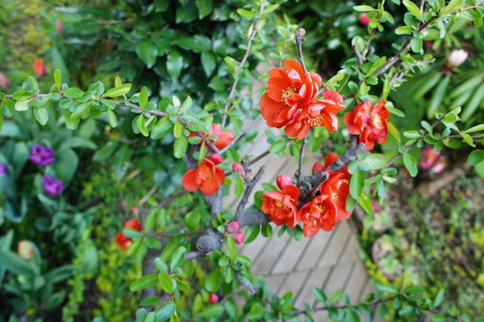 ボケが咲きました