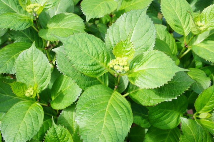 アジサイの花芽が成長しています