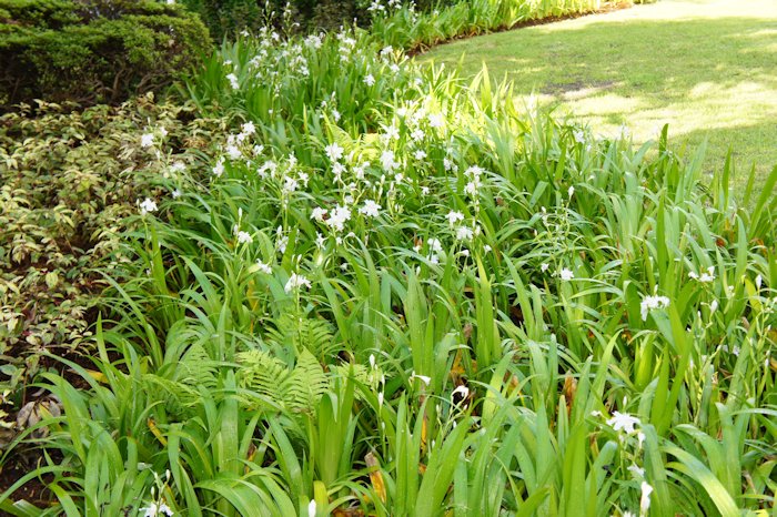 シャガに出会いました