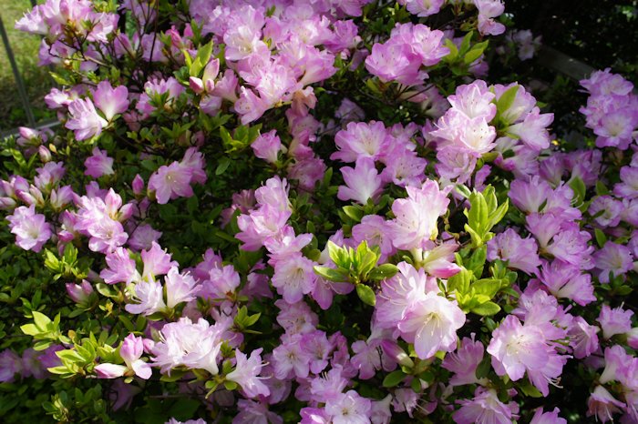 ツツジが満開です