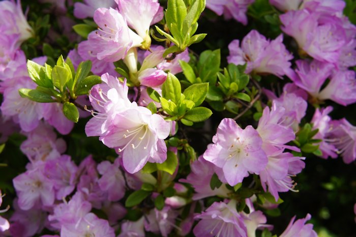 ツツジが満開になりました