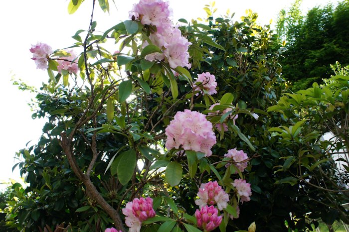シャクナゲが咲きました