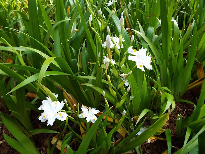 シャガに出会いました