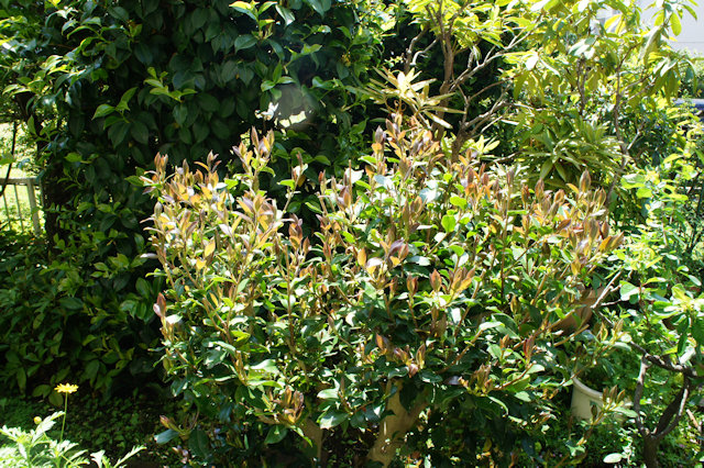 サザンカ（山茶花）