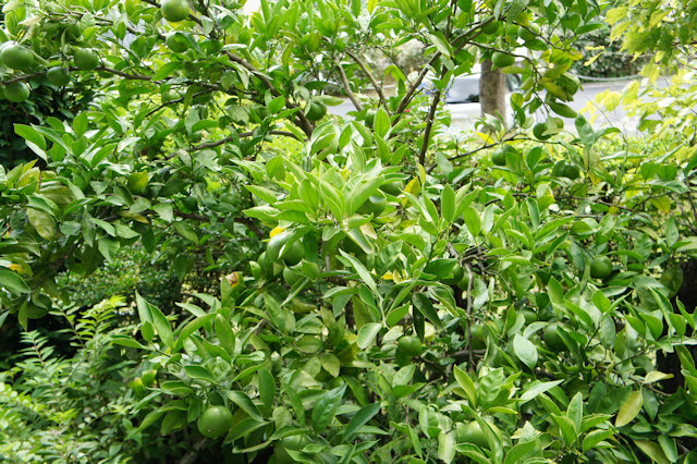 ミカン（蜜柑）