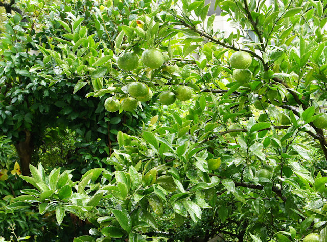 ミカン（蜜柑）