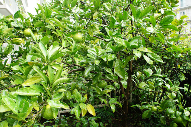 ミカン（蜜柑）