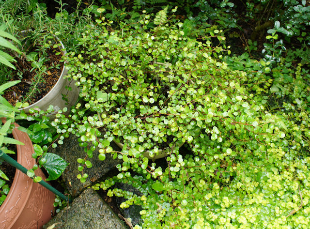 ワイヤープランツ