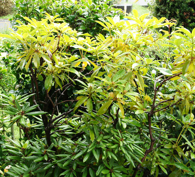 シャクナゲ（石楠花）