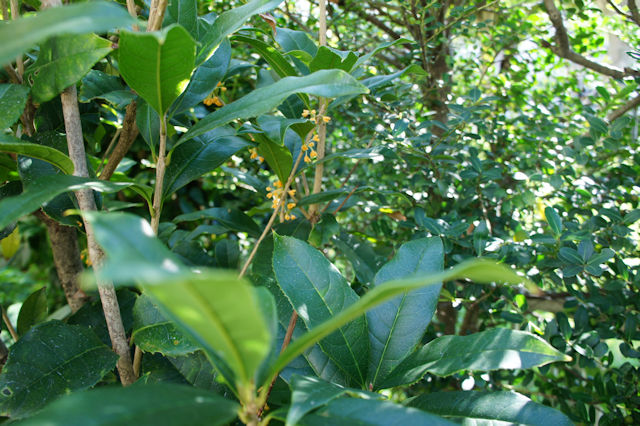 キンモクセイ（金木犀）