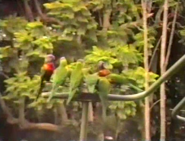 回転台のインコ