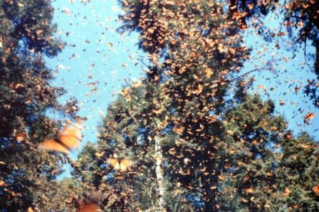 マリポーサ・モナルカ