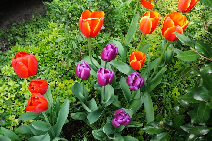 チューリップが咲いていました
