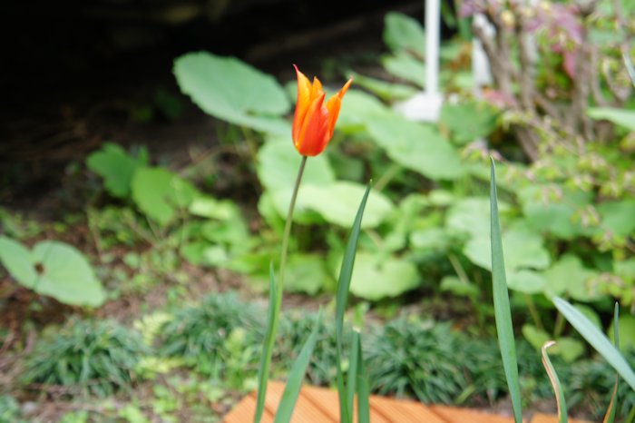 私の山のたんぼ