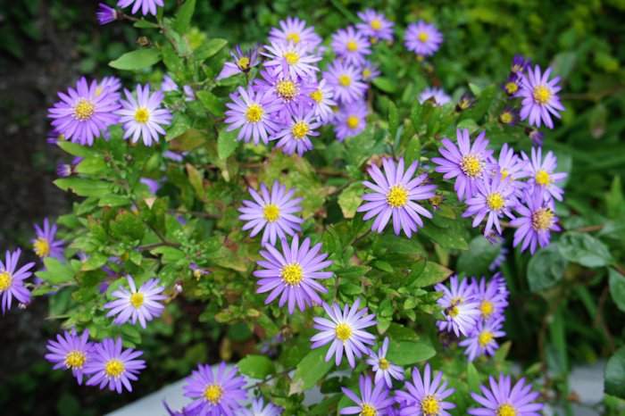 ノコンギクが咲いていました