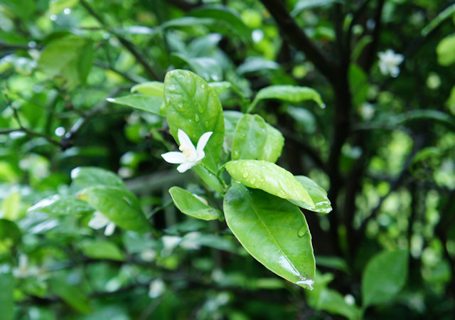 ミカンの花