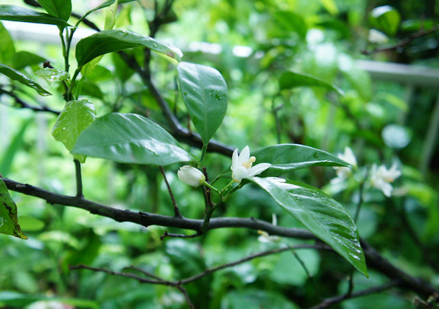 ミカンの花