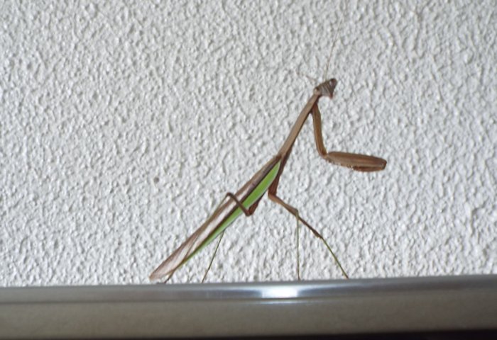 ޥꣲ