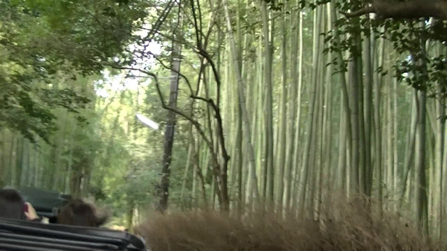 竹林の小径を散策しました1